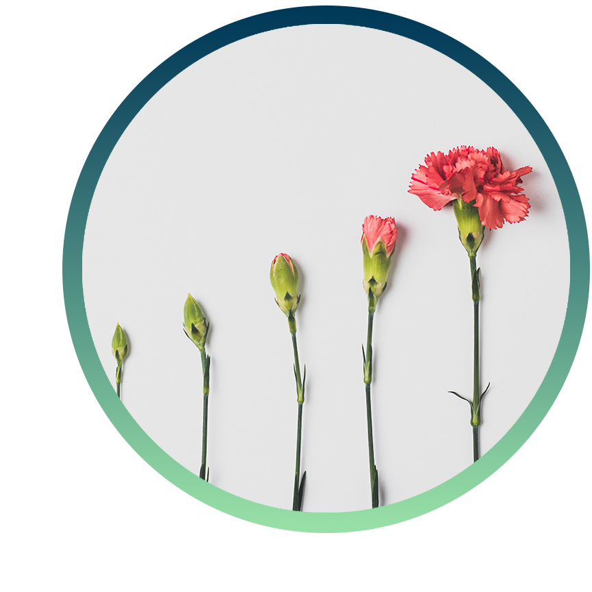 A series of carnation flowers, each blooming more than the previous flower. A series of carnation flowers, each blooming more than the previous flower.