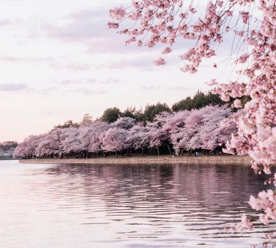 Cherry Blossom trees next to lake scene